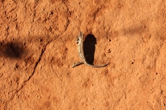 Bradypodion gutturale