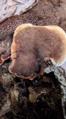 Fuscoporia gilva