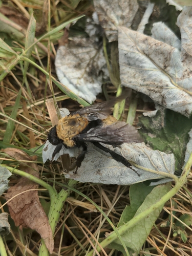 Nevada Bumble Bee