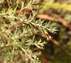 Psoralea forbesiae