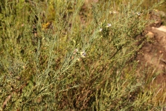 Psoralea forbesiae
