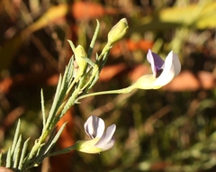 Psoralea forbesiae
