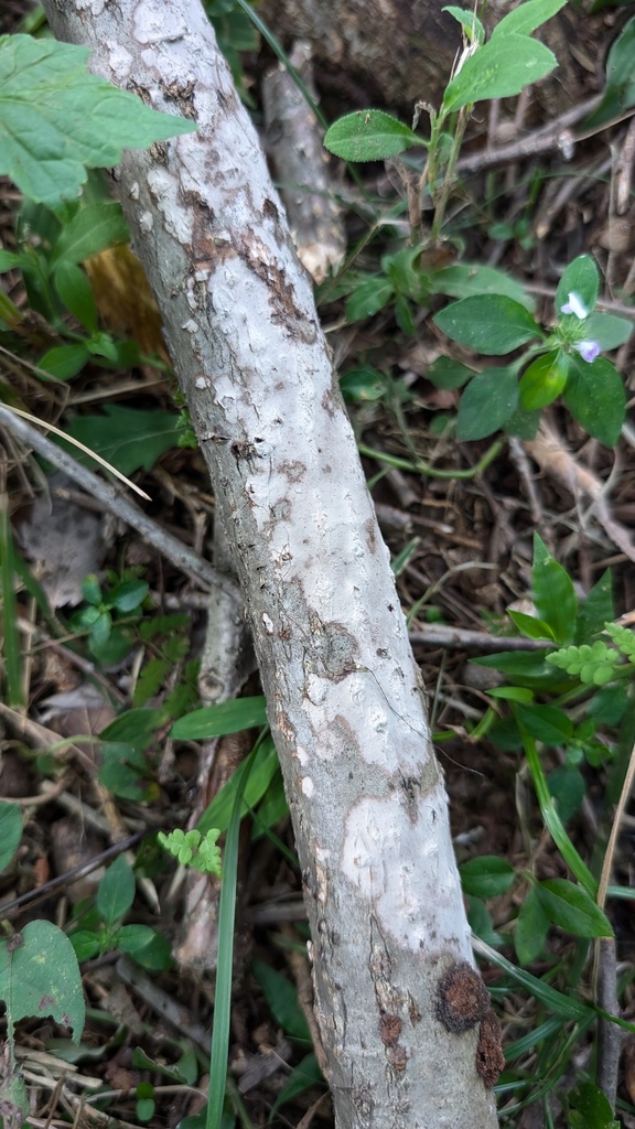 Peniophora cinerea