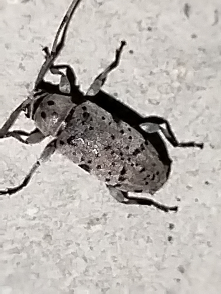 Sternidius batesi