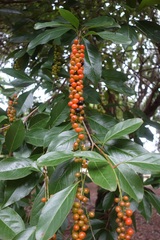 Citharexylum spinosum