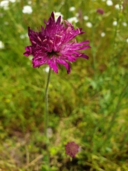 Knautia arvensis