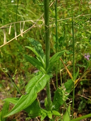 Knautia arvensis