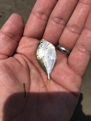 Chloroscombrus chrysurus