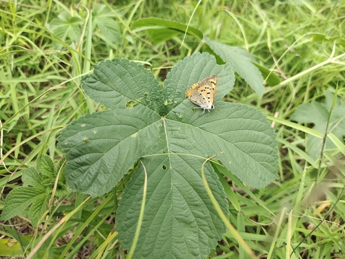 Small Copper