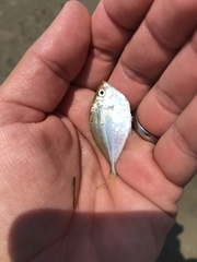 Chloroscombrus chrysurus