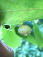 Phylloxera caryaegummosa