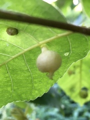 Phylloxera caryaegummosa