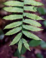 Coryphopteris simulata