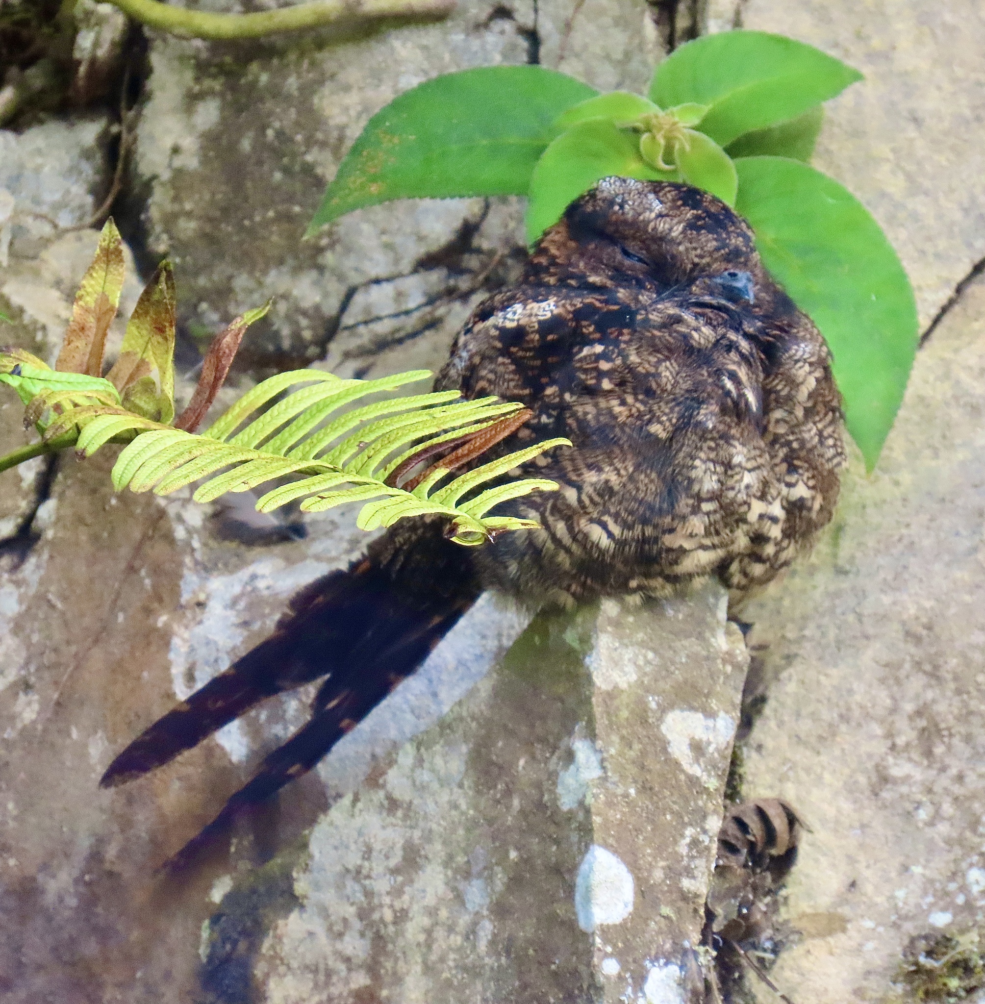 Lyre-tailed Nightjar (Uropsalis lyra), photo 3