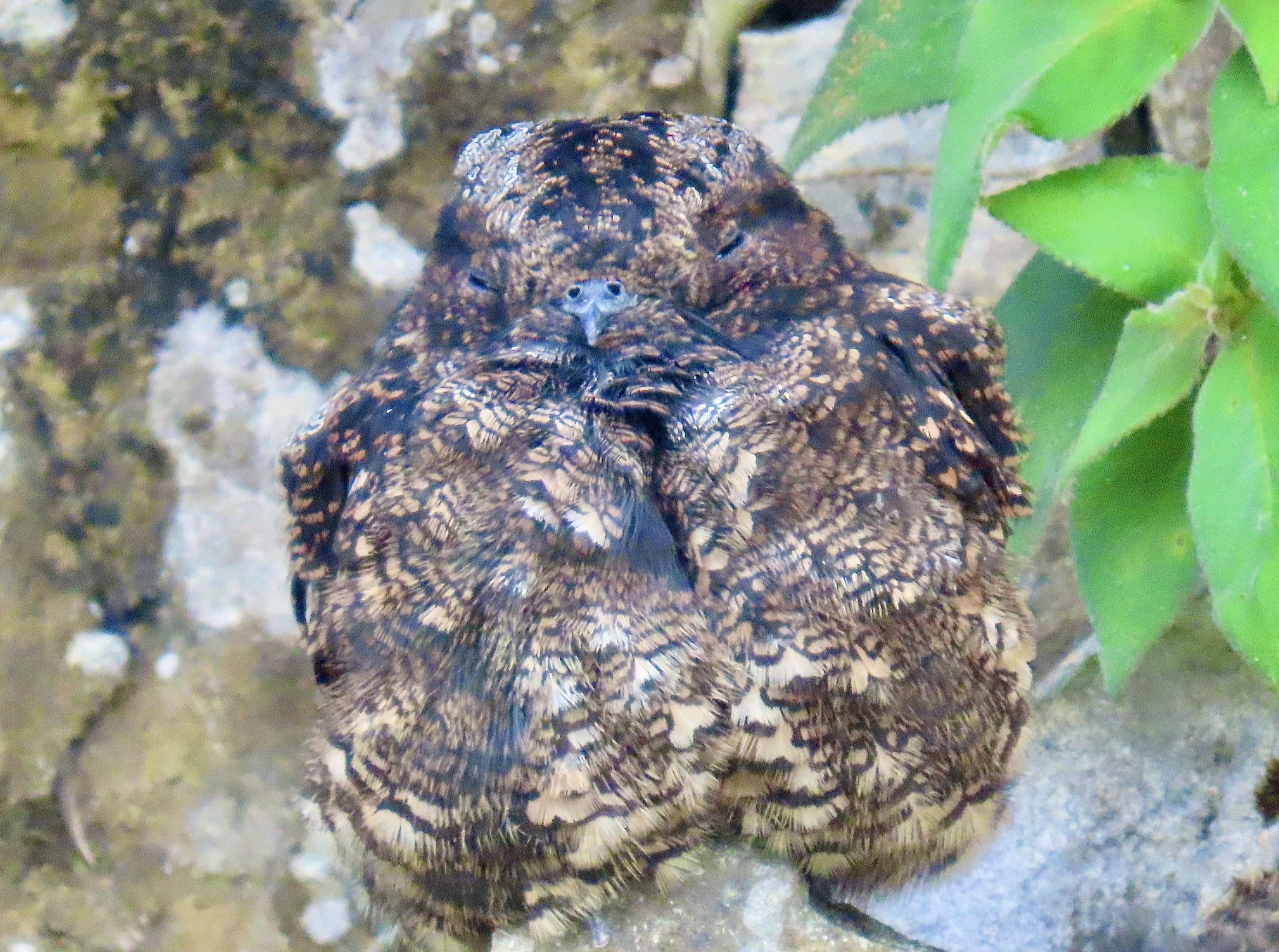 Lyre-tailed Nightjar (Uropsalis lyra), photo 4