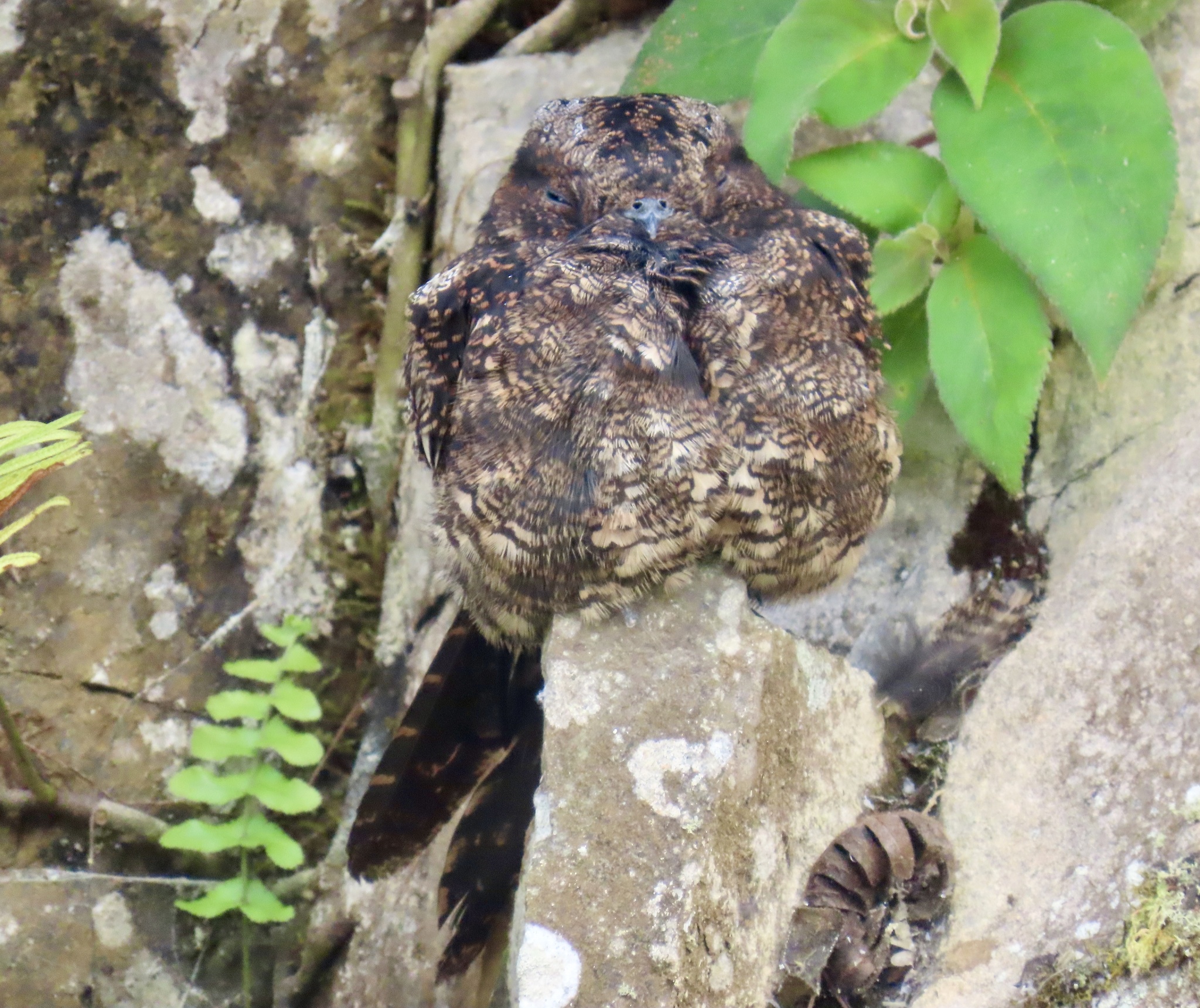 Lyre-tailed Nightjar (Uropsalis lyra), photo 5
