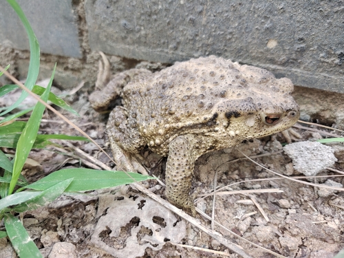 Asiatic Toad