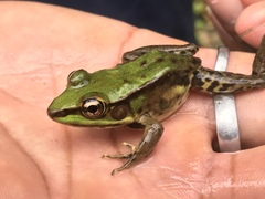 Lithobates bwana