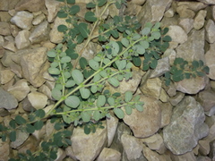 Euphorbia granulata