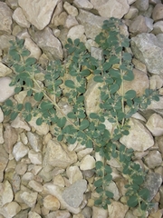 Euphorbia granulata