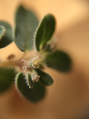 Euphorbia granulata