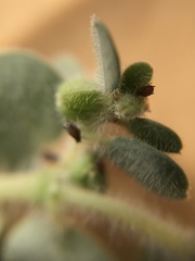 Euphorbia granulata