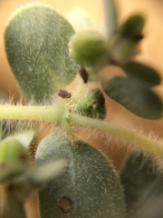 Euphorbia granulata