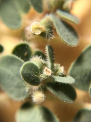 Euphorbia granulata