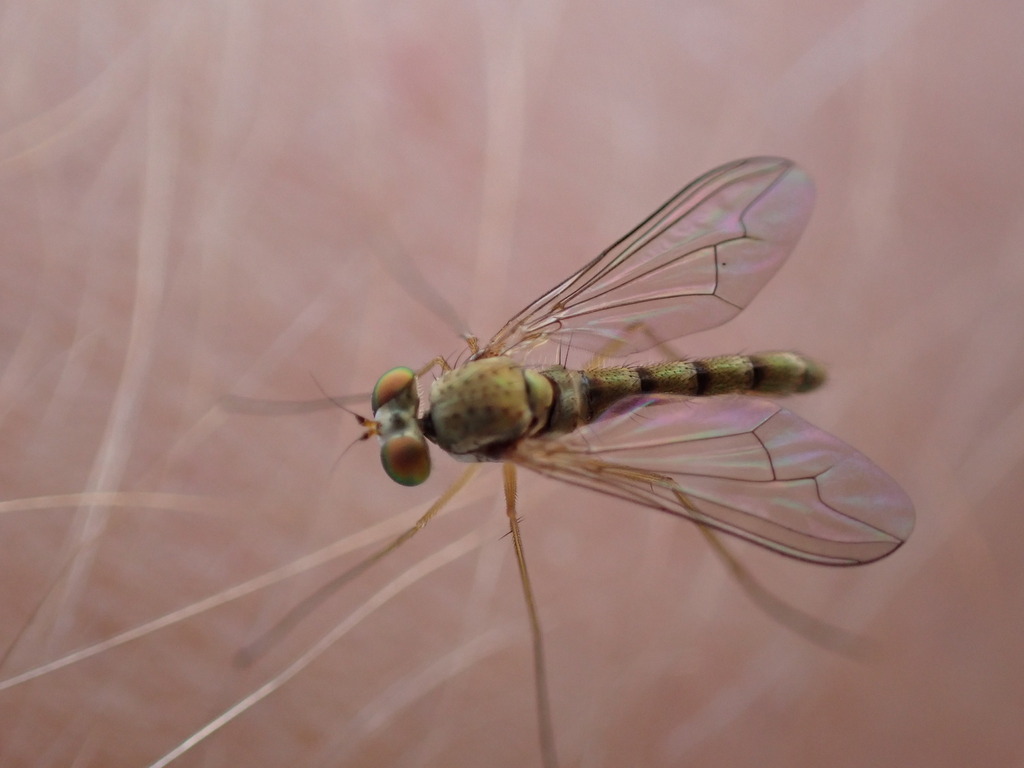Sciapus wiedemanni