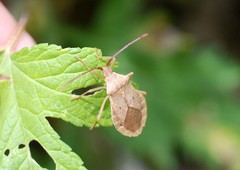 Homoeocerus dilatatus