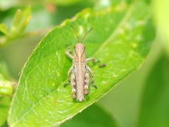 Ognevia longipennis