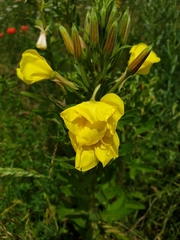 Oenothera