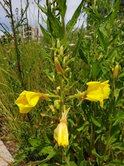 Oenothera