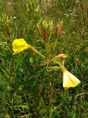 Oenothera
