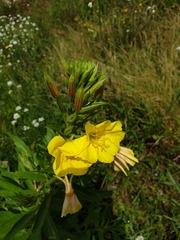 Oenothera