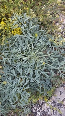 Seseli gummiferum