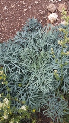 Seseli gummiferum