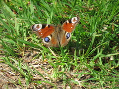 Aglais io