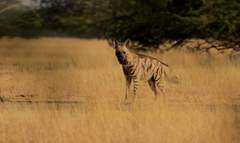 Hyaena hyaena