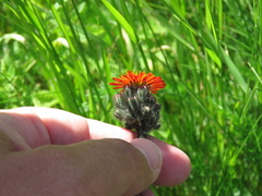 Pilosella aurantiaca