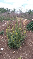 Erysimum cuspidatum