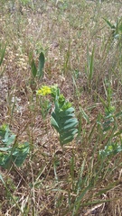 Bupleurum rotundifolium