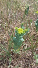 Bupleurum rotundifolium