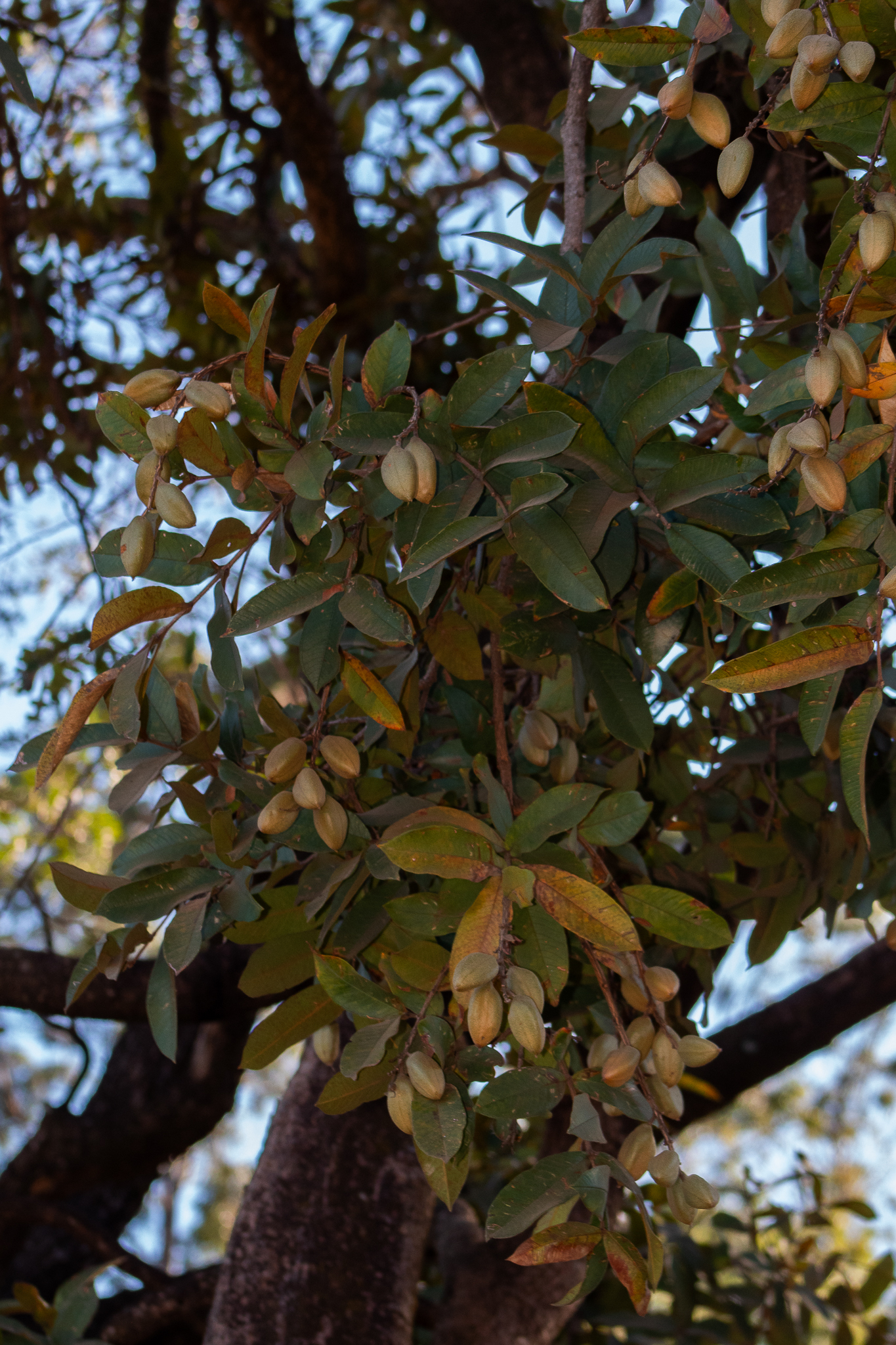 Qualea multiflora