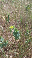 Bupleurum rotundifolium