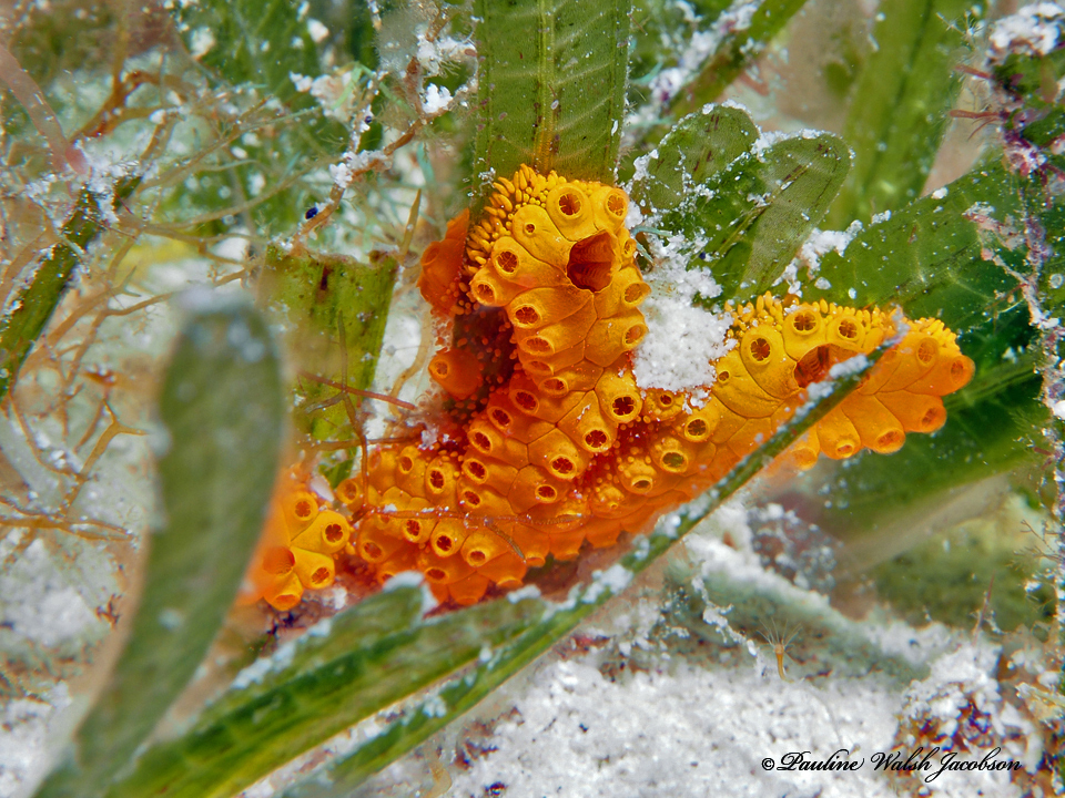 Colonial Sea Squirt