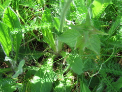 Pilosella aurantiaca