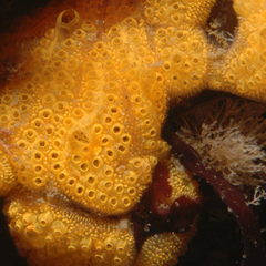 Colonial Sea Squirt photo 3