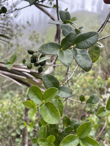 Alyxia stellata observed 2024-08-05