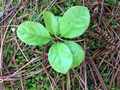 Pyrola elliptica